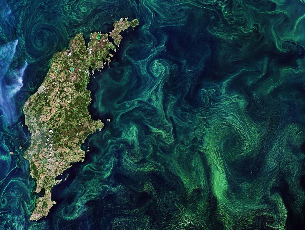 phytoplankton global carbon sinks